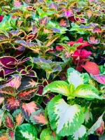 plantes massif