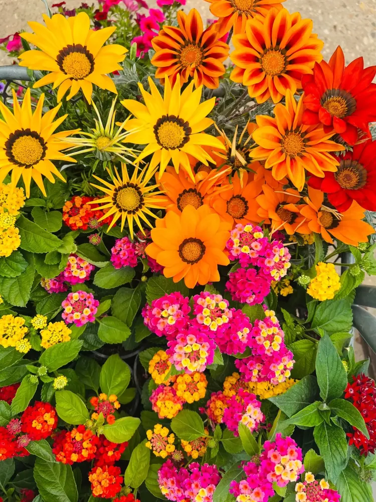 plantes massif