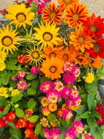plantes massif