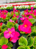 plantes massif