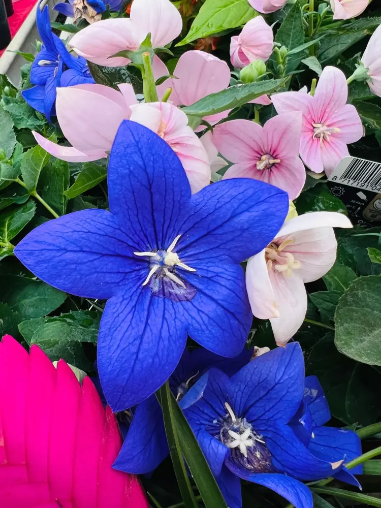 plantes massif