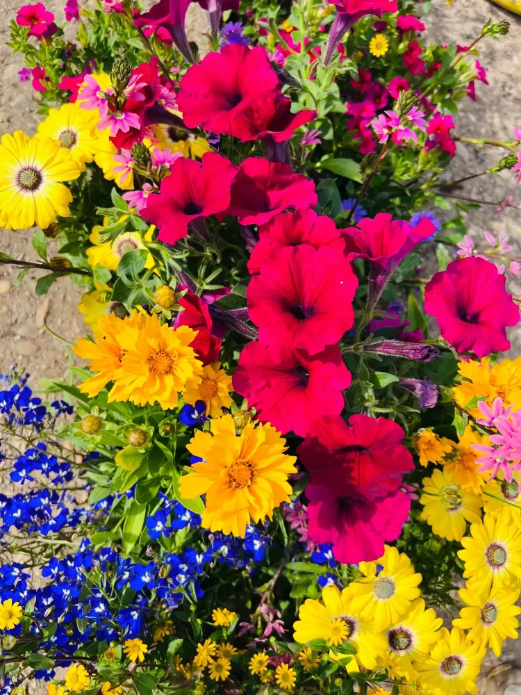 plantes massif