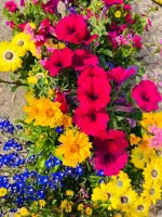 plantes massif
