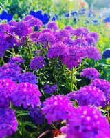 plantes massif