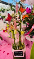 fete des meres (1)