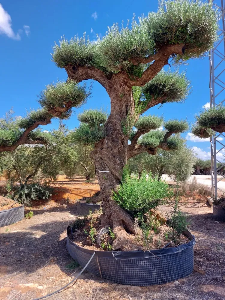 arbre