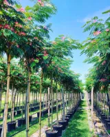 arbre