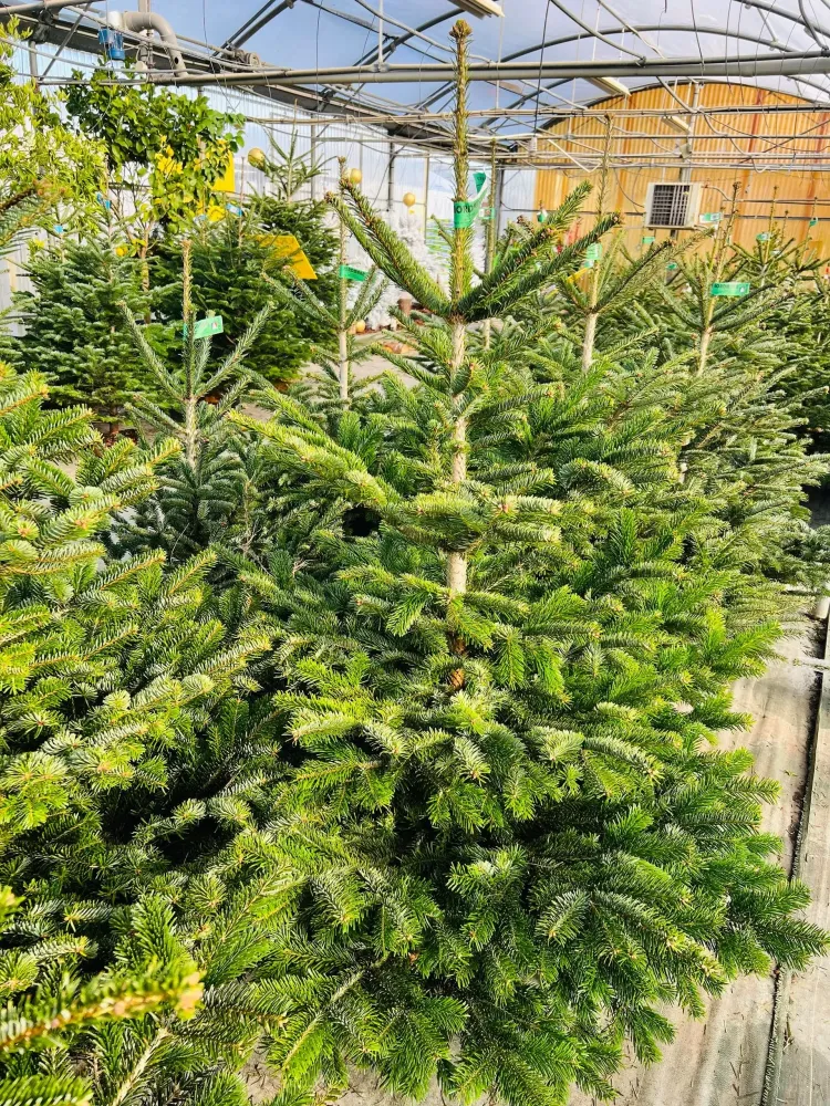 sapin (3)