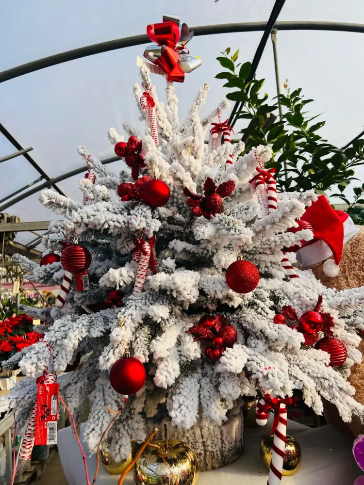 sapin (2)