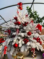sapin (2)