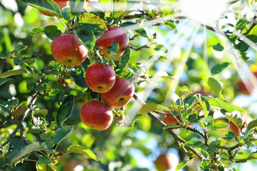 fruitier (1)
