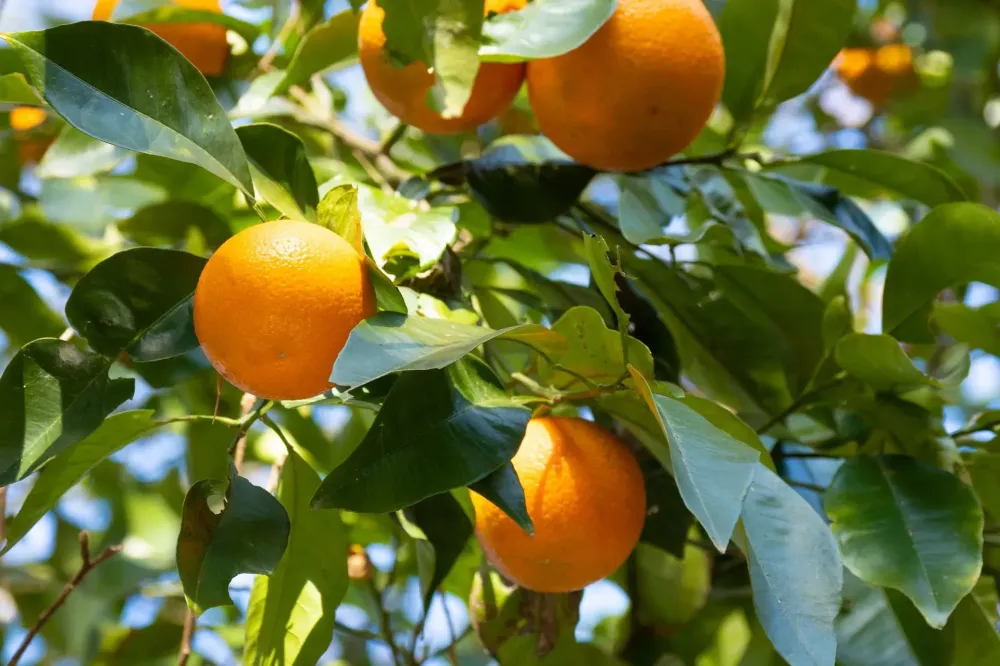 fruitier (2)
