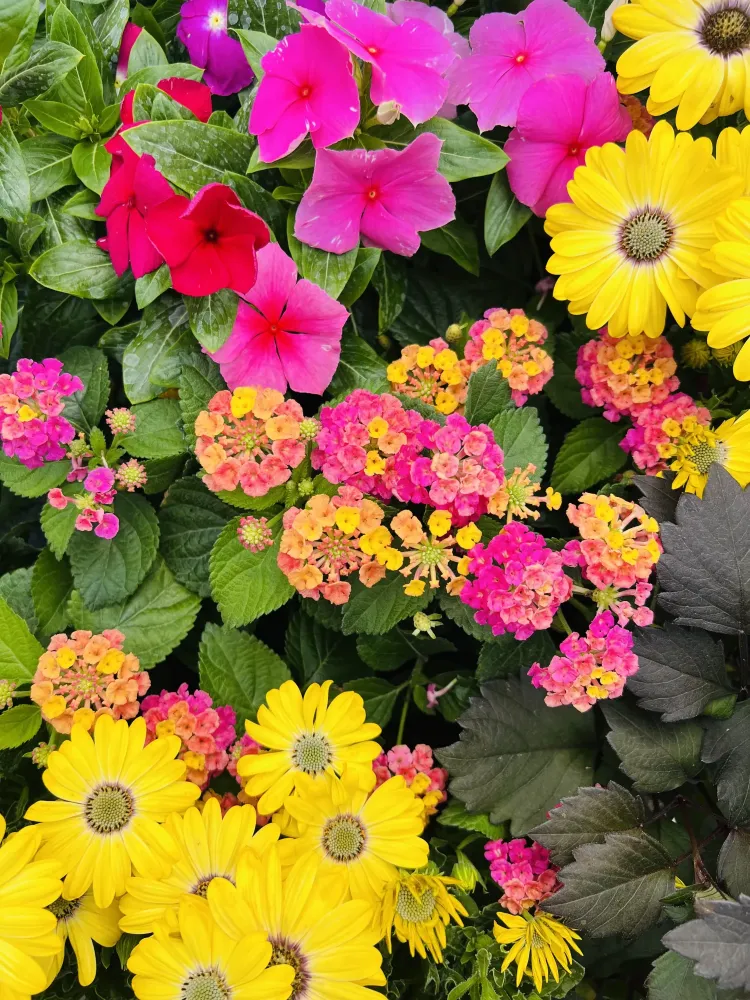 fleurs printemps