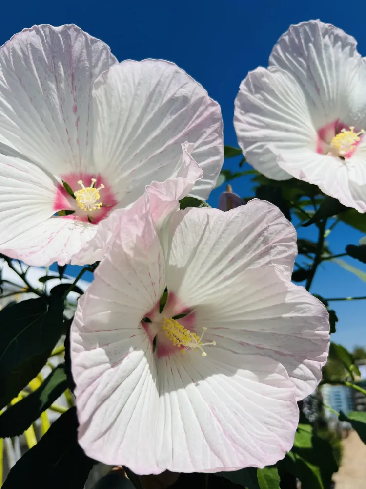 Hibiscus Vivace